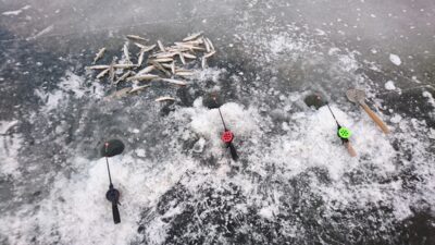 European smelt ×42 — Kuršių