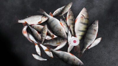 Eurasian perch ×4