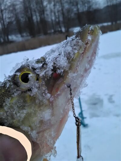Northern Pike