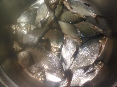 Carp bream ×28 — Semeliškių malūno