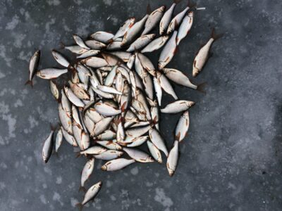Roach ×118 — Unguraitis