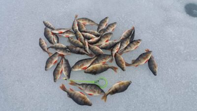 Eurasian perch ×40 — Andriškių