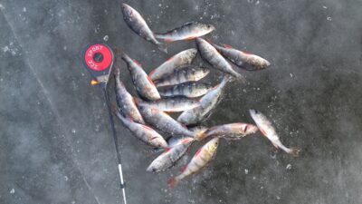 Eurasian perch ×15 — Kaunas reservoir