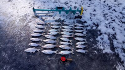 Silver Bream ×31