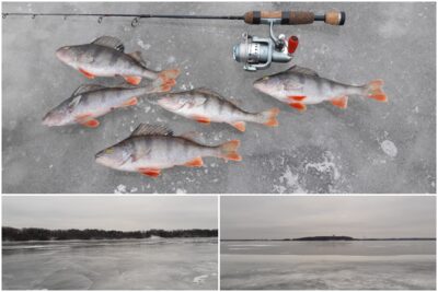 Eurasian perch ×5 — Kaunas reservoir