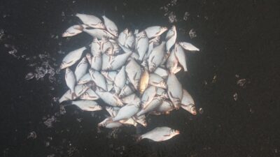 Carp bream