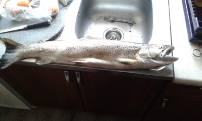 Šlakis, 2.5 kg — Danė