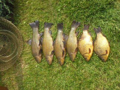 Tench