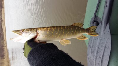 Northern Pike, 0.6 kg — Danė