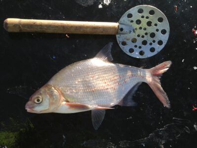 Carp bream, 0.5 kg