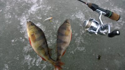 Eurasian perch ×2