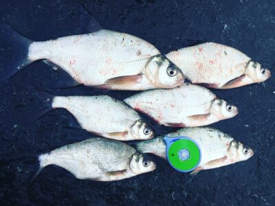 Carp bream ×6 — Talkša