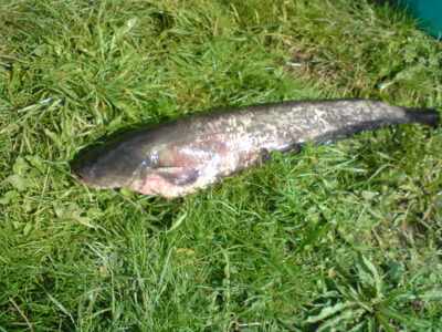 Wels catfish, 4.6 kg