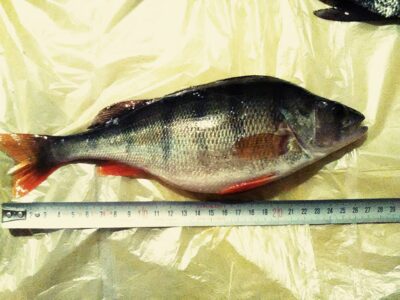 Eurasian perch, 0.3 kg — Nestrėvantys