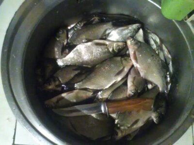 Carp bream ×64 — Kiementas