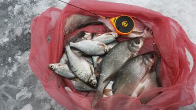 Carp bream ×30 — Pikeliškiai
