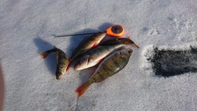 Eurasian perch ×5 — Elektrėnai reservoir