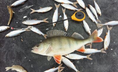 Eurasian perch, 0.7 kg — Siesikų