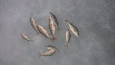 Eurasian perch ×9 — Elektrėnai reservoir