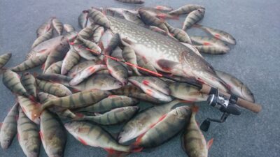 Eurasian perch