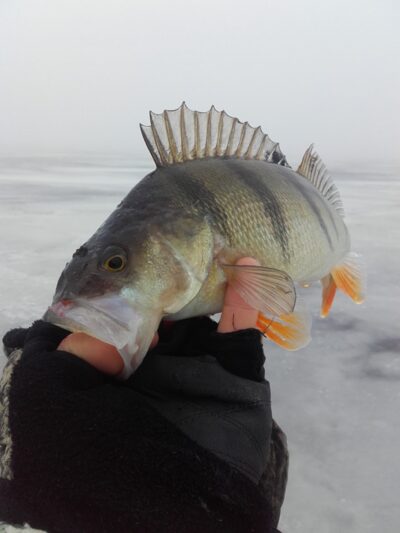 Eurasian perch, 0.4 kg — Lūkstas