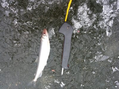 Pike perch