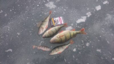 Eurasian perch ×4 — Elektrėnai reservoir