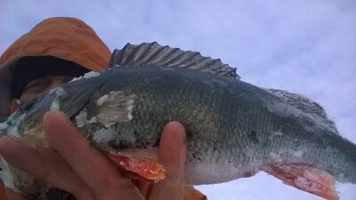 Eurasian perch, 0.4 kg — Lėnas