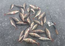 Eurasian perch ×34 — Ilgynas