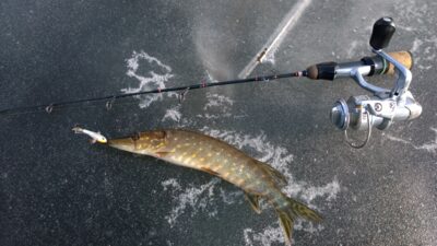 Northern Pike ×3 — Lėnas