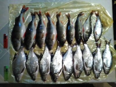 Carp bream ×9 — Nestrėvantys