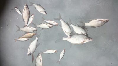 Silver Bream ×15