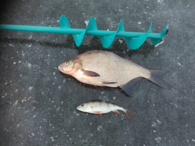 Carp bream, 1.5 kg — Sagavas