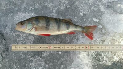 Eurasian perch — Bridvaišis
