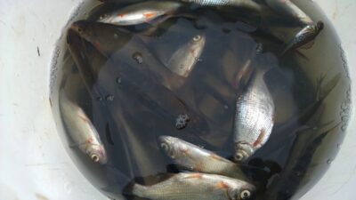 Eurasian perch — Lėnas
