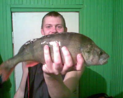 Eurasian perch