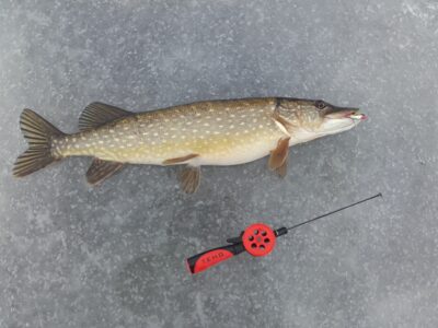 Northern Pike, 1.9 kg