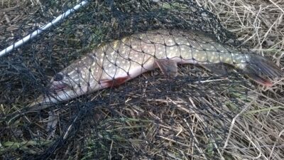 Northern Pike, 1.6 kg — Minija