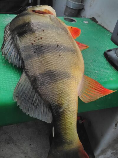 Eurasian perch, 1.0 kg