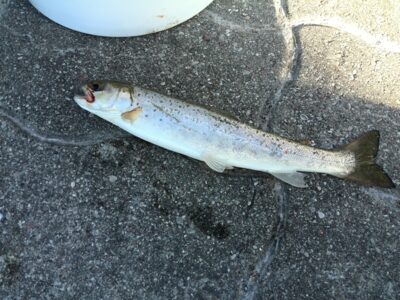 Atlantic salmon — Kuršių