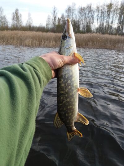 Northern Pike ×2 — Gauštvinis