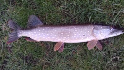 Northern Pike, 2.7 kg