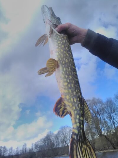 Northern Pike