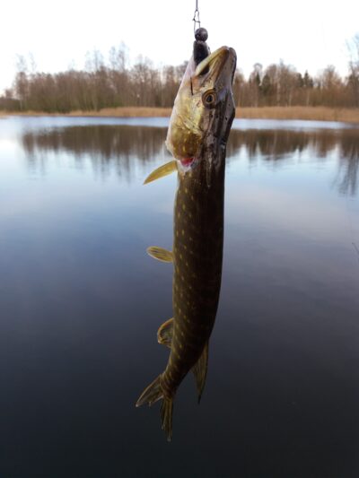 Northern Pike — Pagryžuvio