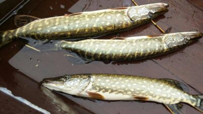 Northern Pike ×3 — Samanis