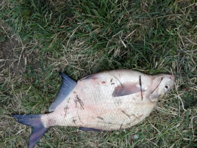 Carp bream ×2