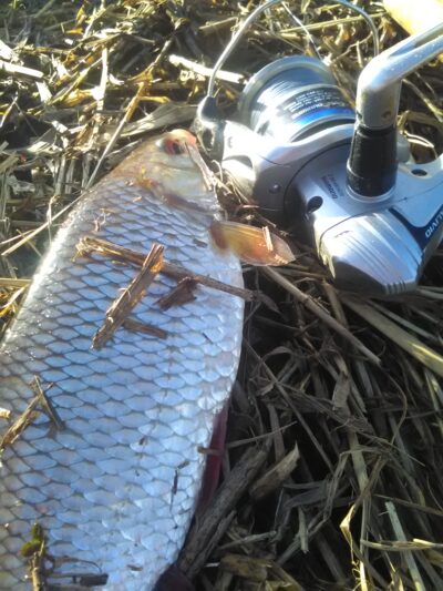 Roach, 0.5 kg — Kriauna