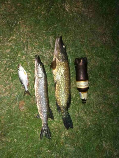 Northern Pike ×2