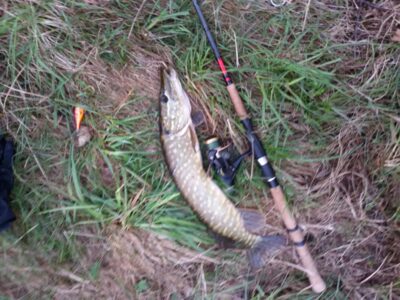 Northern Pike, 1.2 kg