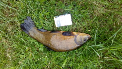 Tench, 1.0 kg — Eišiškių HE